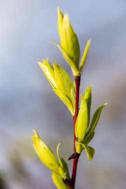 bahar çiçekleri ve yaprakları üzerinde arka plan bulanıklık