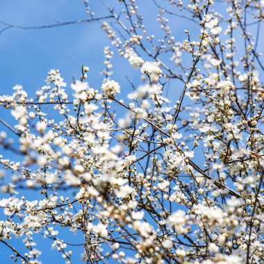 elma ağacı çiçeği bahar