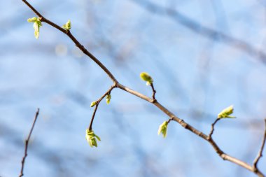 bahar çiçekleri ve yaprakları üzerinde arka plan bulanıklık