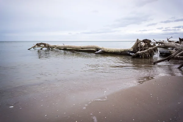 Wild beach with old tree trunks and clouds — Stock Photo, Image