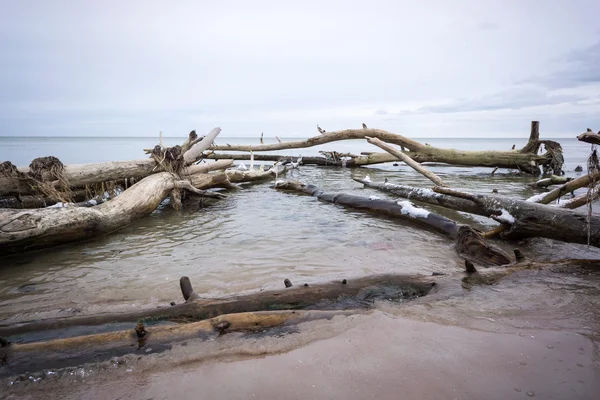 Plage sauvage avec vieux troncs d'arbres et nuages — Photo