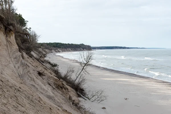 Plage sauvage avec vieux troncs d'arbres et nuages — Photo