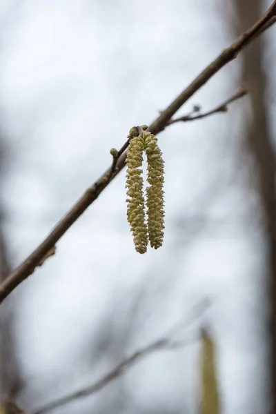 Spring blossoms and leaves on blur background — Stock Photo, Image