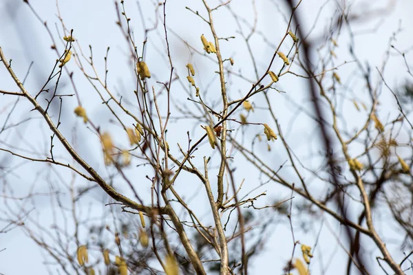 Flores de primavera y hojas sobre fondo borroso —  Fotos de Stock