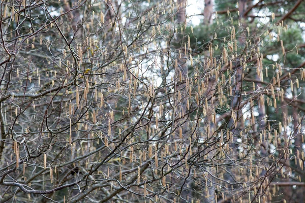 Les fleurs printanières et les feuilles sur fond flou — Photo