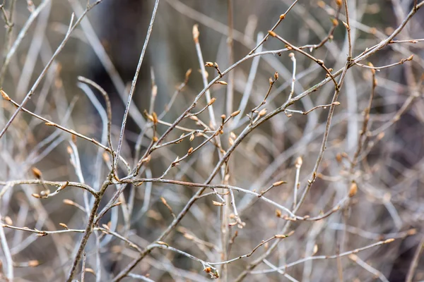 Les fleurs printanières et les feuilles sur fond flou — Photo