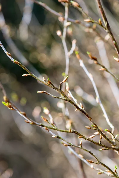 春の花と葉の背景をぼかし — ストック写真