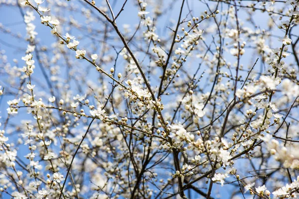 春のリンゴの木の花 — ストック写真