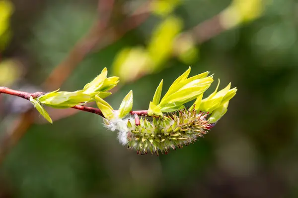 Wiosna Kwiaty i liście na rozmycie tła — Zdjęcie stockowe