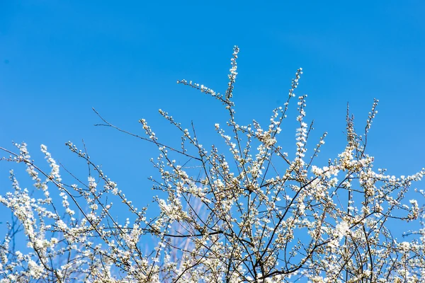 春のリンゴの木の花 — ストック写真
