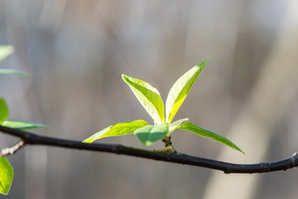 Spring blossoms and leaves on blur background — Stock Photo, Image