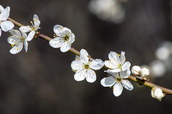 Jabloňové květy stromů na jaře — Stock fotografie