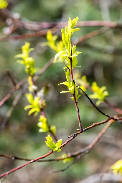 Frühlingsblüten und Blätter auf verschwommenem Hintergrund — Stockfoto