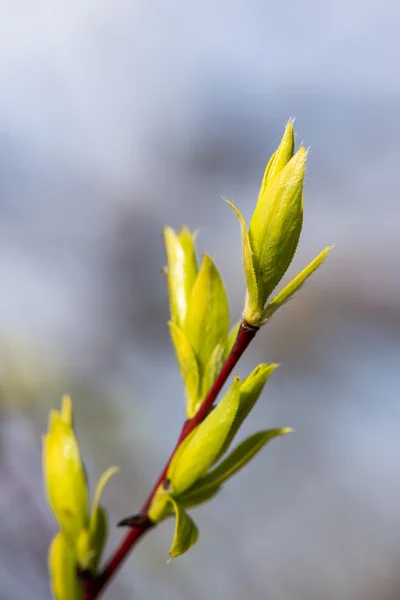 Fiori primaverili e foglie su sfondo sfocato — Foto Stock