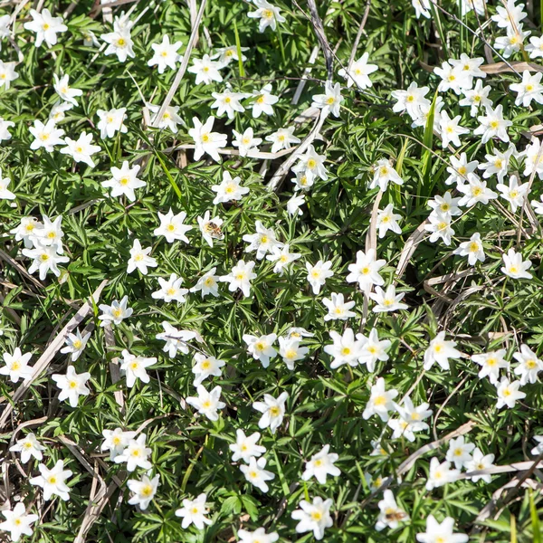 Fiori primaverili e foglie su sfondo sfocato — Foto Stock