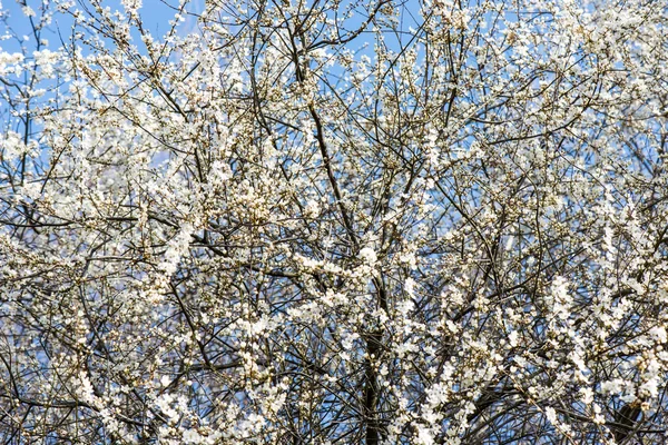 Pommier fleurit au printemps — Photo