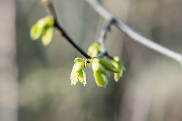 Tavaszi virágok és levelek életlenítés háttér — Stock Fotó