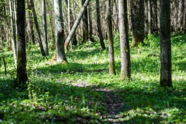 Orman boş ülkede yol