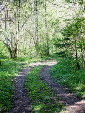 Orman boş ülkede yol