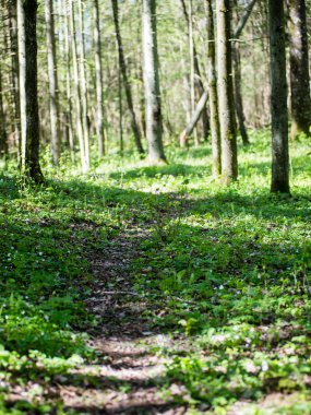 Orman boş ülkede yol