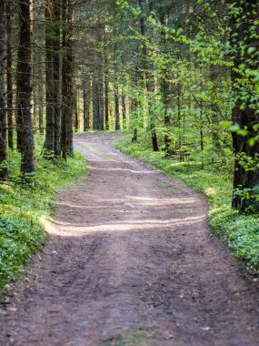 Orman boş ülkede yol