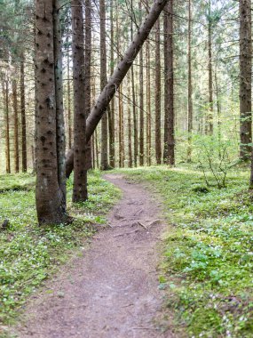 Orman boş ülkede yol