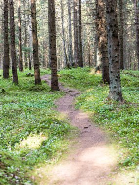 Orman boş ülkede yol