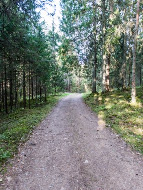 Orman boş ülkede yol