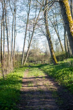 Orman boş ülkede yol