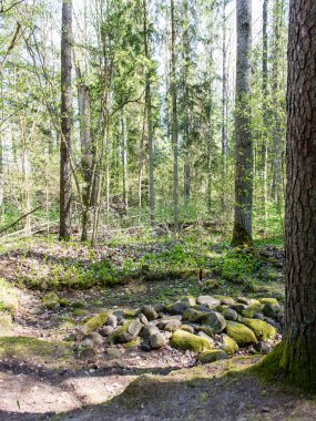 Orman boş ülkede yol