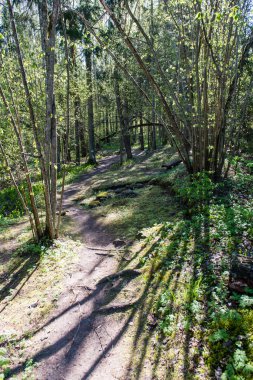Orman boş ülkede yol