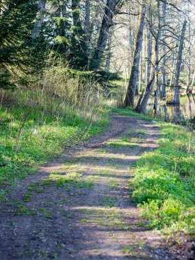 Orman boş ülkede yol