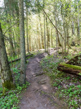Orman boş ülkede yol