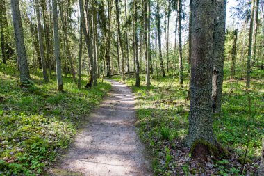 Orman boş ülkede yol