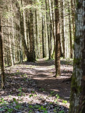 Orman boş ülkede yol