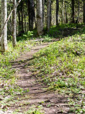 Orman boş ülkede yol