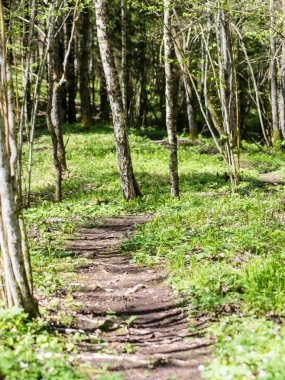 Orman boş ülkede yol