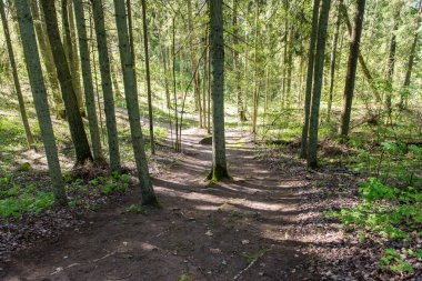 Orman boş ülkede yol