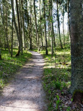 Orman boş ülkede yol