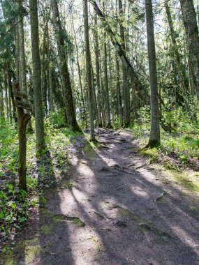 Orman boş ülkede yol