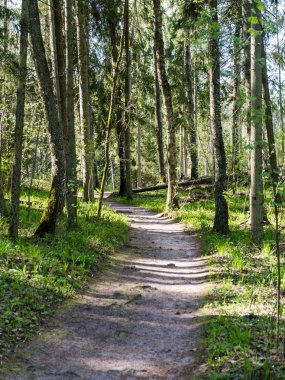 Orman boş ülkede yol