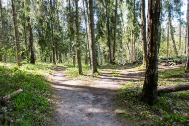 Orman boş ülkede yol