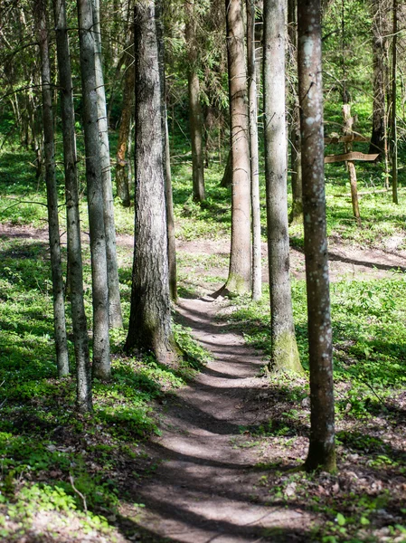 Camino de campo vacío en el bosque —  Fotos de Stock