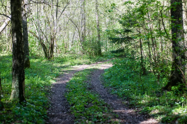 Camino de campo vacío en el bosque — Foto de Stock