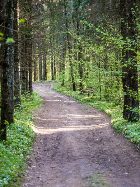 Orman boş ülkede yol — Stok fotoğraf