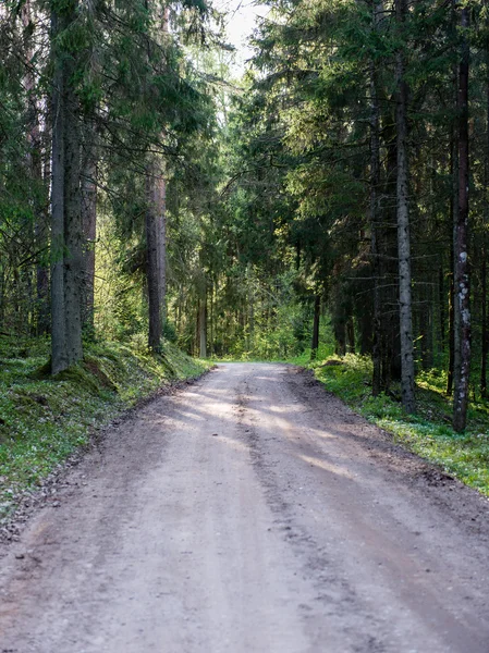 Strada di campagna vuota nella foresta — Foto Stock