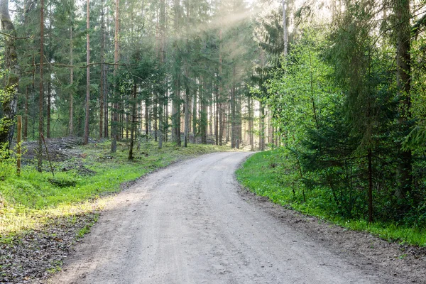 Empty country road in forest — Stock Photo, Image