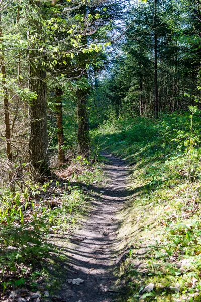 Порожня сільська дорога в лісі — стокове фото