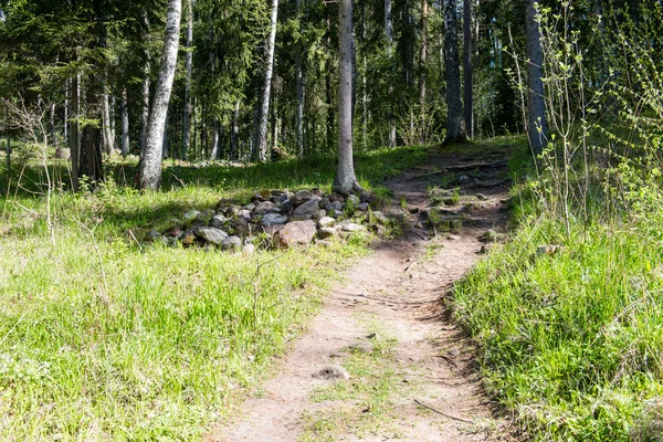 Tom landsväg i skogen — Stockfoto