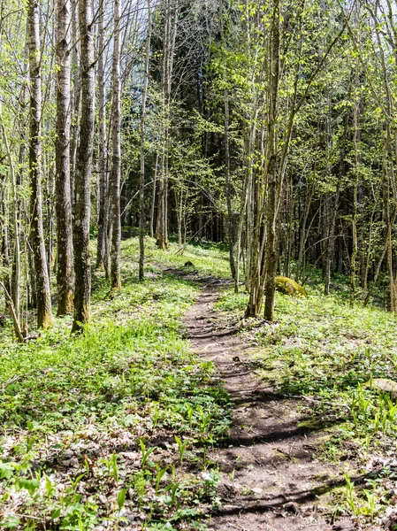 Camino de campo vacío en el bosque — Foto de Stock